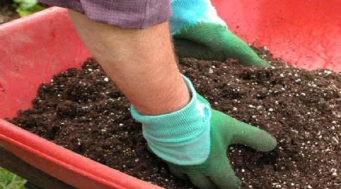 “Post-Tet, Roses Stay Blooming with These Care Tips”