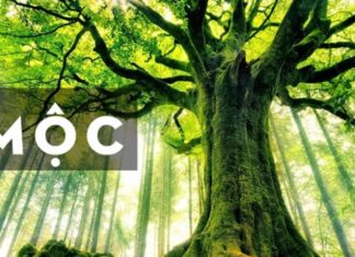 The Power of Wood-Element Phone Numbers: Unlocking Luck with Feng Shui Sim Cards