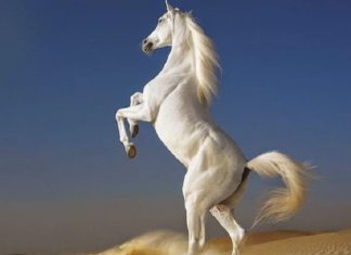 What is the Zodiac for Those Born in the Year of the Metal Horse, 1990? Which Chinese Zodiac Signs Are Compatible?