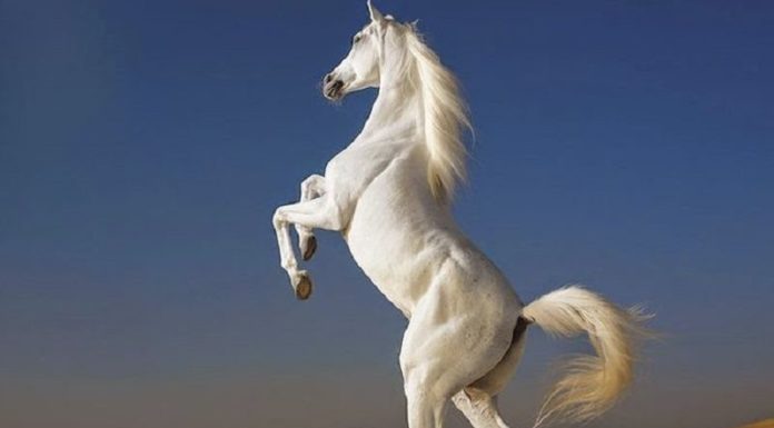 What is the Zodiac for Those Born in the Year of the Metal Horse, 1990? Which Chinese Zodiac Signs Are Compatible?