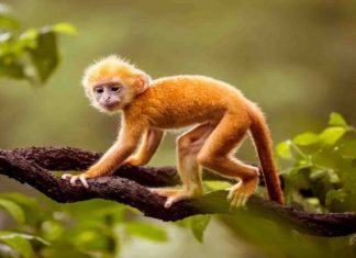 What is the Zodiac Sign for People Born in the Year of the Monkey, 2004? Who and What Colours are Compatible?