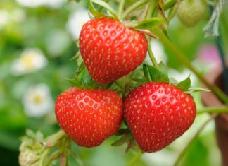 The Secret to Whiter Teeth: A Dentist’s Guide to Nature’s Best Whitening Fruits