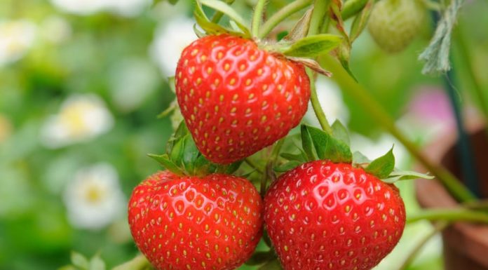 The Secret to Whiter Teeth: A Dentist’s Guide to Nature’s Best Whitening Fruits