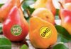 The Difference Between Non-GMO and Organic Foods