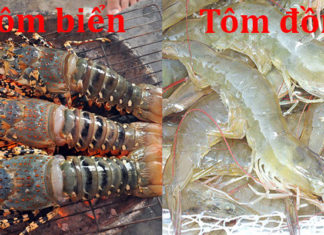 The Nutritional Difference Between Sea and River Shrimp