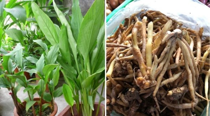 The Truth About Ngải Bún’s Power to Prevent Covid-19
