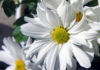 The Mystique of White Chrysanthemums: An Ancient Legend, A Special Flower
