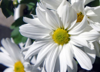 The Mystique of White Chrysanthemums: An Ancient Legend, A Special Flower