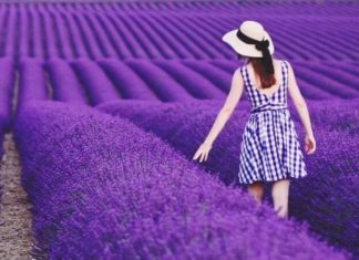 The Legend, Significance, and Surprising Benefits of Lavender: A Guide to Its Cultivation and Care