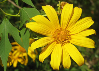 Sunflowers: Their Significance, Pictures, and a Guide to Growing and Caring for Them at Home