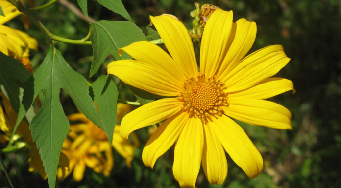 Sunflowers: Their Significance, Pictures, and a Guide to Growing and Caring for Them at Home