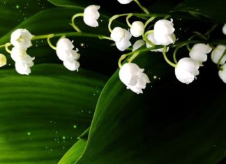 White Orchid Flower: Meaning, Planting, and Care Guide