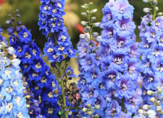 The Legend, Significance and Care Tips for Phi Yen Flower – Symbol of Pure Love