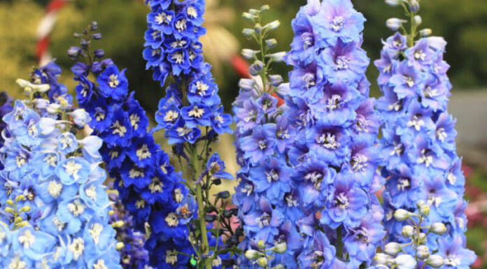 The Legend, Significance and Care Tips for Phi Yen Flower – Symbol of Pure Love