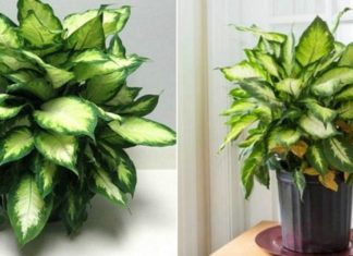 The Money Tree: Unlocking the Secrets of Wealth and Prosperity.