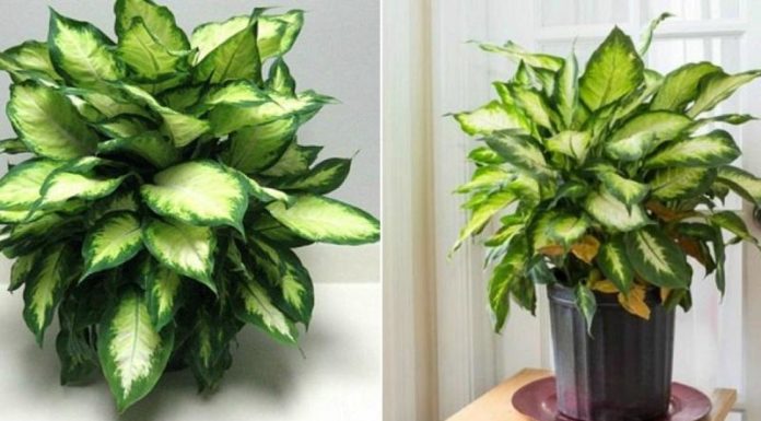 The Money Tree: Unlocking the Secrets of Wealth and Prosperity.