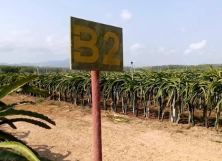 Why Are Golden-skinned Dragon Fruits So Expensive?