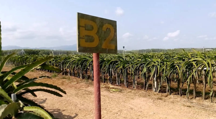 Why Are Golden-skinned Dragon Fruits So Expensive?