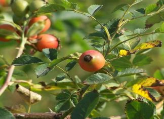 What is Tam Xuan? The Health Benefits of Tam Xuan.