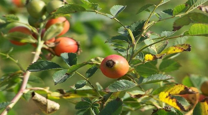 What is Tam Xuan? The Health Benefits of Tam Xuan.