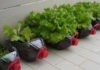 Grow a Year-Round Supply of Vegetables at Home with Upcycled Materials