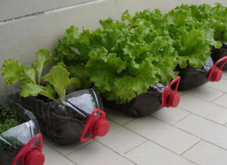 Grow a Year-Round Supply of Vegetables at Home with Upcycled Materials