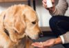 The Ultimate Guide to Dog Worming: Everything You Need to Know