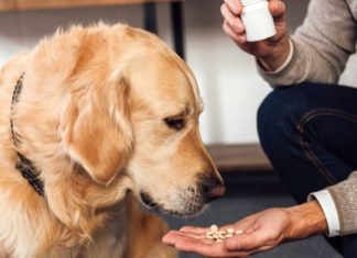 The Ultimate Guide to Dog Worming: Everything You Need to Know