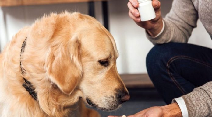 The Ultimate Guide to Dog Worming: Everything You Need to Know