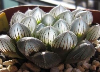 The Ultimate Guide to the Beloved Diamond Kalanchoe