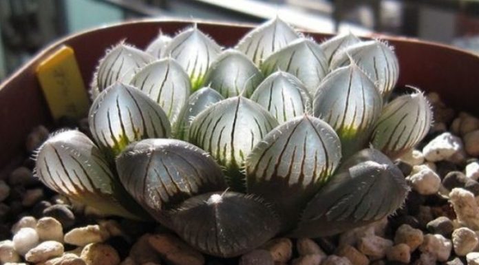 The Ultimate Guide to the Beloved Diamond Kalanchoe