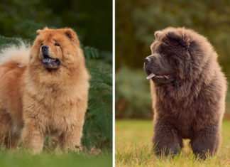 The Ultimate Guide to the Chow Chow Dog Breed: Characteristics, Cost and Care