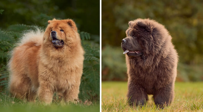 The Ultimate Guide to the Chow Chow Dog Breed: Characteristics, Cost and Care
