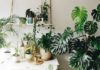 “Provide These Four Houseplants With a ‘Tropical Monsoon’ for Explosive Growth and Magnificent, Verdant Foliage”