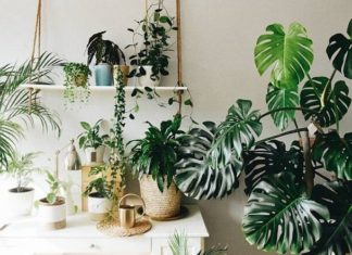 “Provide These Four Houseplants With a ‘Tropical Monsoon’ for Explosive Growth and Magnificent, Verdant Foliage”
