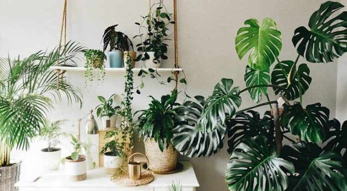 “Provide These Four Houseplants With a ‘Tropical Monsoon’ for Explosive Growth and Magnificent, Verdant Foliage”