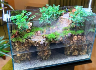 What is a Terrarium? Discover the Beauty of These Unique Gardens.