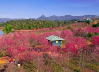 Cherry Blossom Season in Dien Bien: A Spectacular Sight for Tet 2024