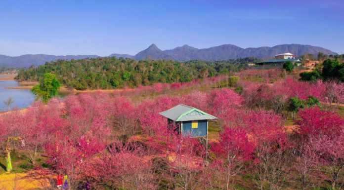 Cherry Blossom Season in Dien Bien: A Spectacular Sight for Tet 2024