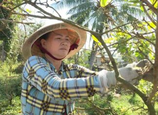 The Magic of Mai: Unveiling the Traditions Behind Tet’s Leafy Rituals