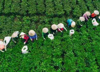 What Are the Specialties of Thai Nguyen? 15 Thai Nguyen Specialties to Try and Buy as Gifts