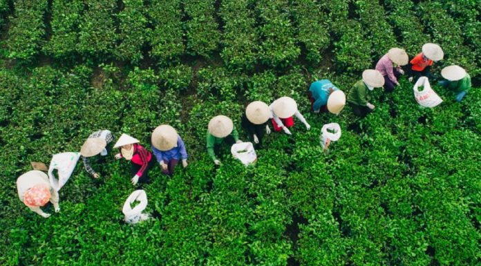 What Are the Specialties of Thai Nguyen? 15 Thai Nguyen Specialties to Try and Buy as Gifts