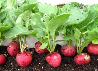 What Vegetables to Grow in Your Home Garden in December for a Bountiful Harvest