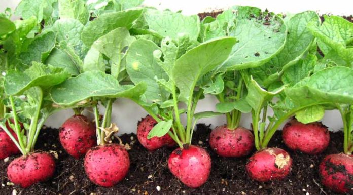 What Vegetables to Grow in Your Home Garden in December for a Bountiful Harvest