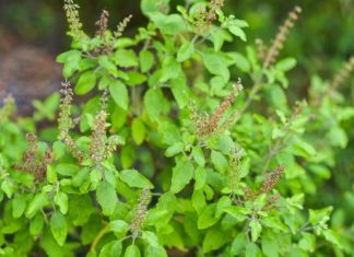 7 Skin-Saving Plants You Can Find in Your Garden