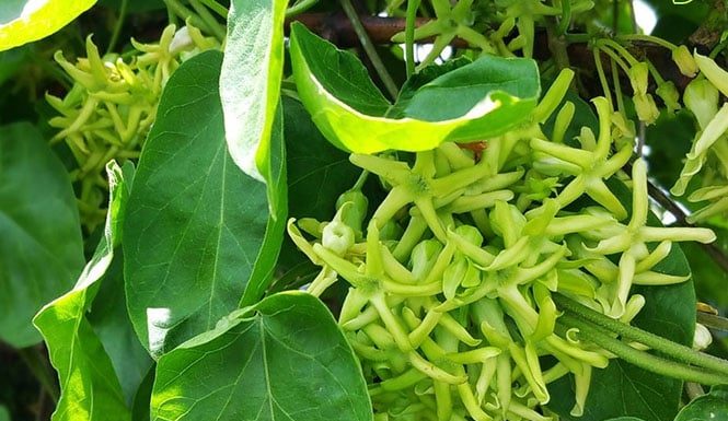 Does Planting a Jasmine Trellis in Front of Your House Benefit Your Family’s Feng Shui?