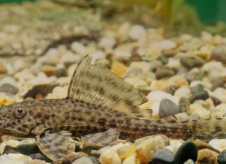 Is Windowpane Oyster Toxic? Important Notes on Consuming Windowpane Oyster