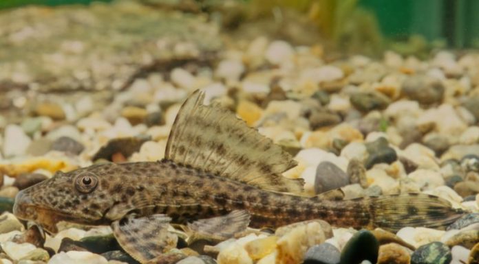 Is Windowpane Oyster Toxic? Important Notes on Consuming Windowpane Oyster