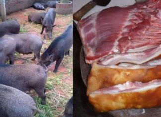 The Ultimate Guide to Choosing Authentic Mangalitza Pork: A Secret Pig Skin Code Revealed