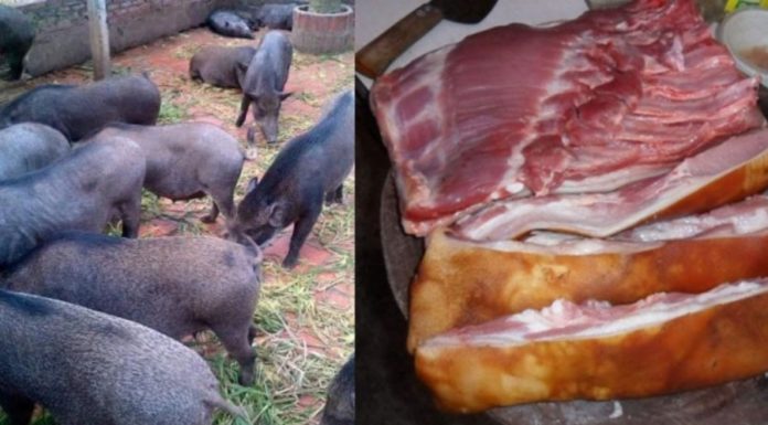 The Ultimate Guide to Choosing Authentic Mangalitza Pork: A Secret Pig Skin Code Revealed